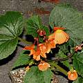 Begonia cinnabarina, Dylan Hannon