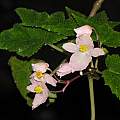 Begonia falciloba, Dylan Hannon