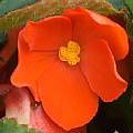 Begonia 'Nonstop' female flower, David Pilling