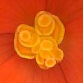 Begonia 'Nonstop' female flower, David Pilling