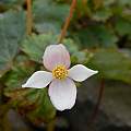 Begonia geraniifolia flower, Norton Cuba