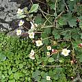 Begonia geraniifolia, Norton Cuba