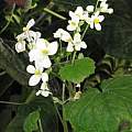Begonia geranioides, Dylan Hannon