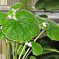 Begonia geranioides, Dylan Hannon