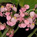 Begonia goudotii, Dylan Hannon
