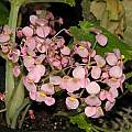 Begonia goudotii, Dylan Hannon