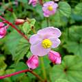 Begonia grandis, Jay Yourch