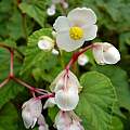 Begonia grandis, Jay Yourch