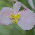 Begonia grandis, David Pilling