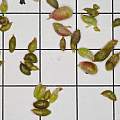 Begonia grandis bulbils, David Pilling