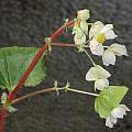 Begonia monophylla, Dylan Hannon