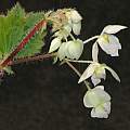 Begonia monophylla, Dylan Hannon