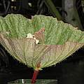 Begonia monophylla, Dylan Hannon
