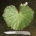 Begonia monophylla, Dylan Hannon