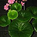 Begonia socotrana, Dylan Hannon