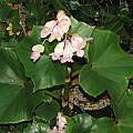 Begonia sp. ex Arteaga, Dylan Hannon