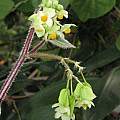 Begonia sp. ex Mochitlán, Dylan Hannon