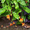 Begonia sutherlandii, Wayne Crist