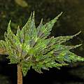 Begonia taliensis, Dylan Hannon
