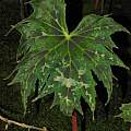 Begonia taliensis, Dylan Hannon