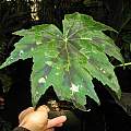Begonia taliensis, Dylan Hannon
