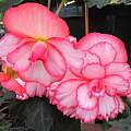 tuberous Begonia cultivar, Mary Sue Ittner