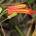 Bessera tenuiflora, Dylan Hannon