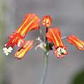 Bessera tenuiflora, Dylan Hannon