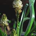 Bellevalia densiflora, Oron Peri