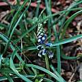 Bellevalia dubia blue buds, Mary Sue Ittner