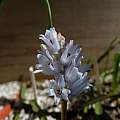 Bellevalia hyacinthoides, 21st April 2014, Rimmer de Vries