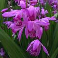 Bletilla striata, Nicholas Plummer