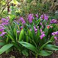 Bletilla striata, Nicholas Plummer