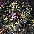Bloomeria crocea, Mary Sue Ittner