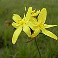 Bobartia gracilis, Cameron McMaster Bobartia gracilis, Cameron McMaster