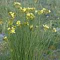 Bobartia indica, Rod Saunders Bobartia indica, Rod Saunders