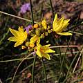 Bobartia indica, Tony Rebelo, iNaturalist, CC BY-SA Bobartia indica, Tony Rebelo, iNaturalist, CC BY-SA