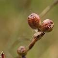 Bobartia lilacina seed pods, Rachel Saunders Bobartia lilacina seed pods, Rachel Saunders
