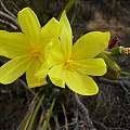 Bobartia longicyma, Cameron McMaster Bobartia longicyma, Cameron McMaster