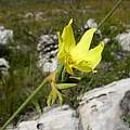 Bobartia longicyma, Cameron McMaster Bobartia longicyma, Cameron McMaster