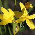 Bobartia macrocarpa, Andrew Harvie Bobartia macrocarpa, Andrew Harvie