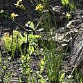 Bobartia macrocarpa, Andrew Harvie