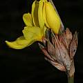 Bobartia macrospatha, Buffelsnek State Forest, Andrew Harvie Bobartia macrospatha, Buffelsnek State Forest, Andrew Harvie