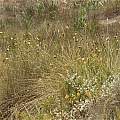 Bobartia macrospatha, Buffelsnek State Forest, Andrew Harvie Bobartia macrospatha, Buffelsnek State Forest, Andrew Harvie