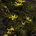 Bobartia macrospatha, Jan and Anne Lise Schutte-Vlok Bobartia macrospatha, Jan and Anne Lise Schutte-Vlok