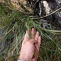 Bobartia paniculata, iNaturalist, Adriaan Grobler, CC BY-NC