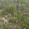 Bobartia robusta, Nicola van Berkel, iNaturalist, CC BY-NC