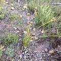 Bobartia species, Michael Mace Bobartia species, Michael Mace