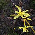 Bobartia species, Michael Mace Bobartia species, Michael Mace