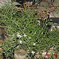 Bowiea volubilis ssp. gariepensis, Dylan Hannon